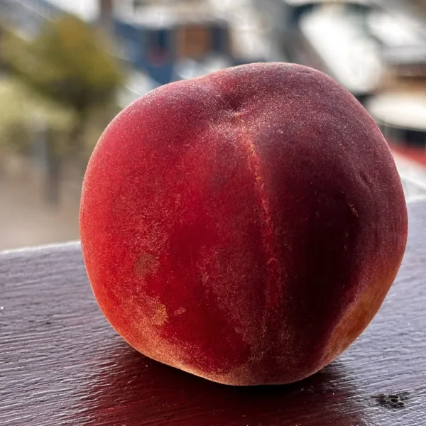 Sun-Ripened Peach