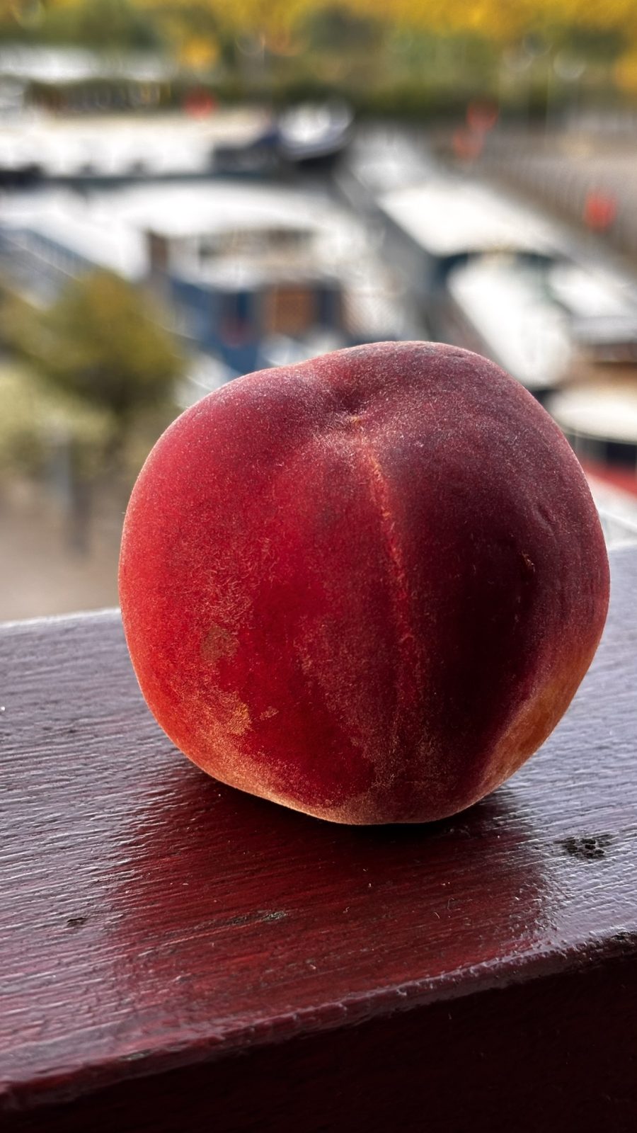 Sun-Ripened Peach