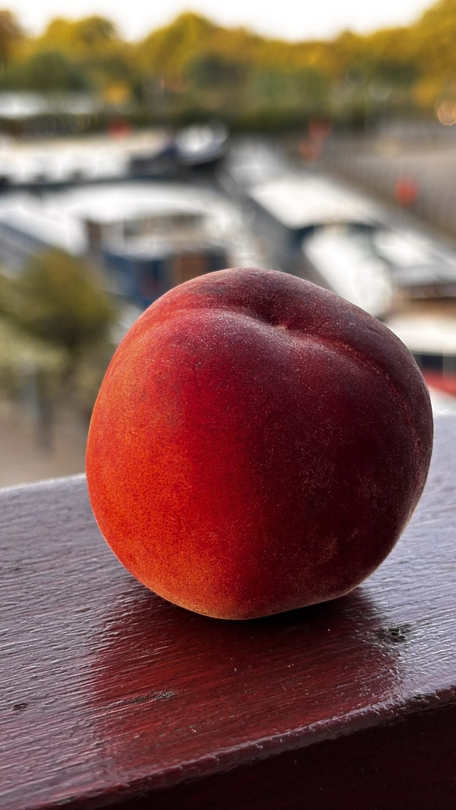 Sun-Ripened Peach - Image 2