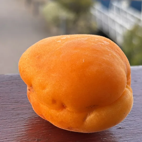 Golden Apricot