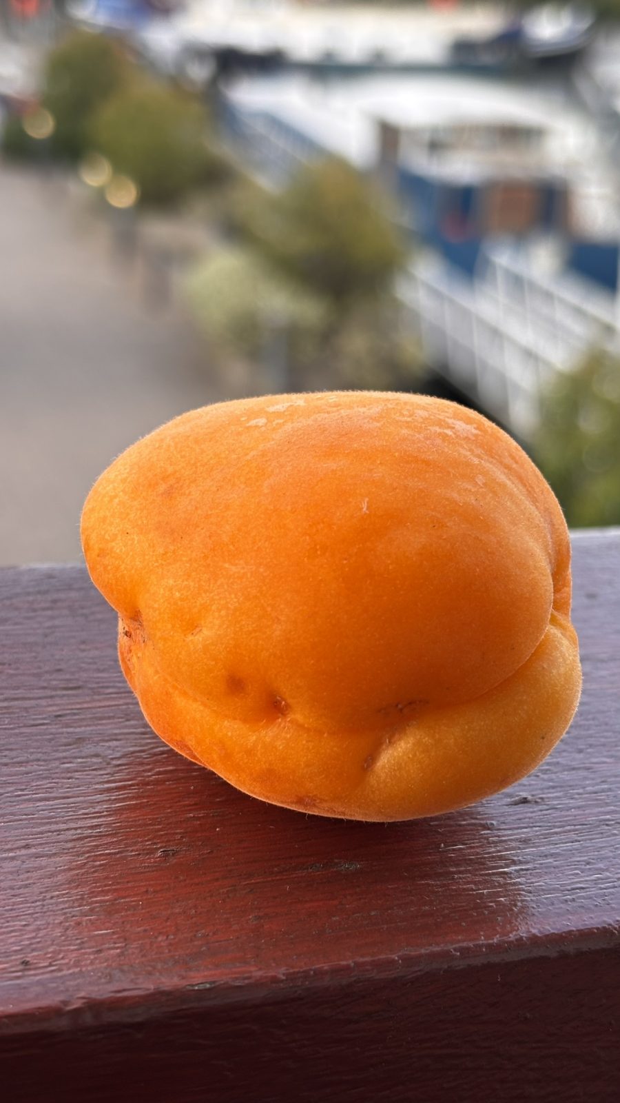 Golden Apricot