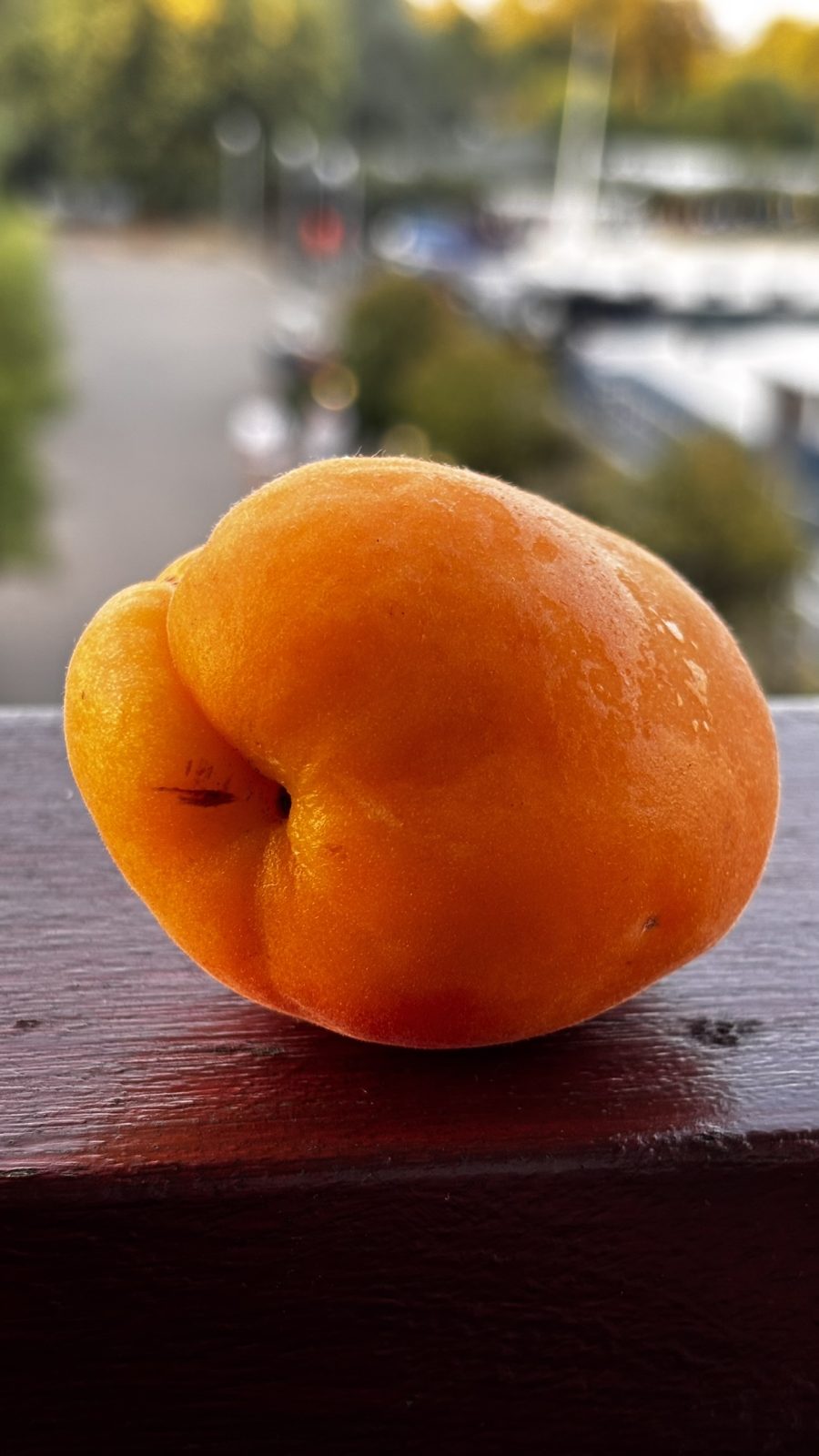 Golden Apricot - Image 2