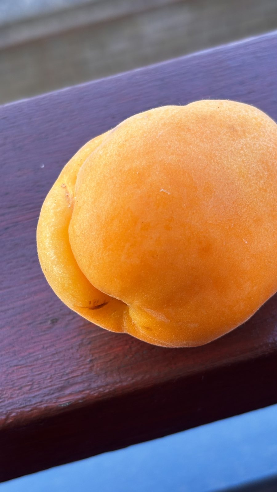 Golden Apricot - Image 3