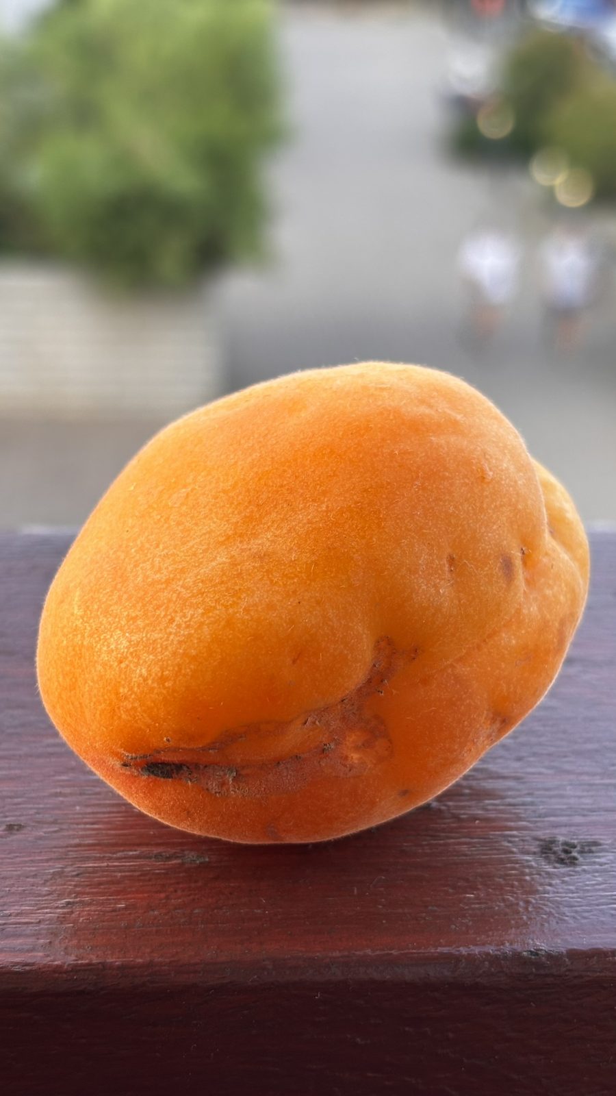 Golden Apricot - Image 4
