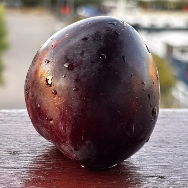 Midnight Plum
