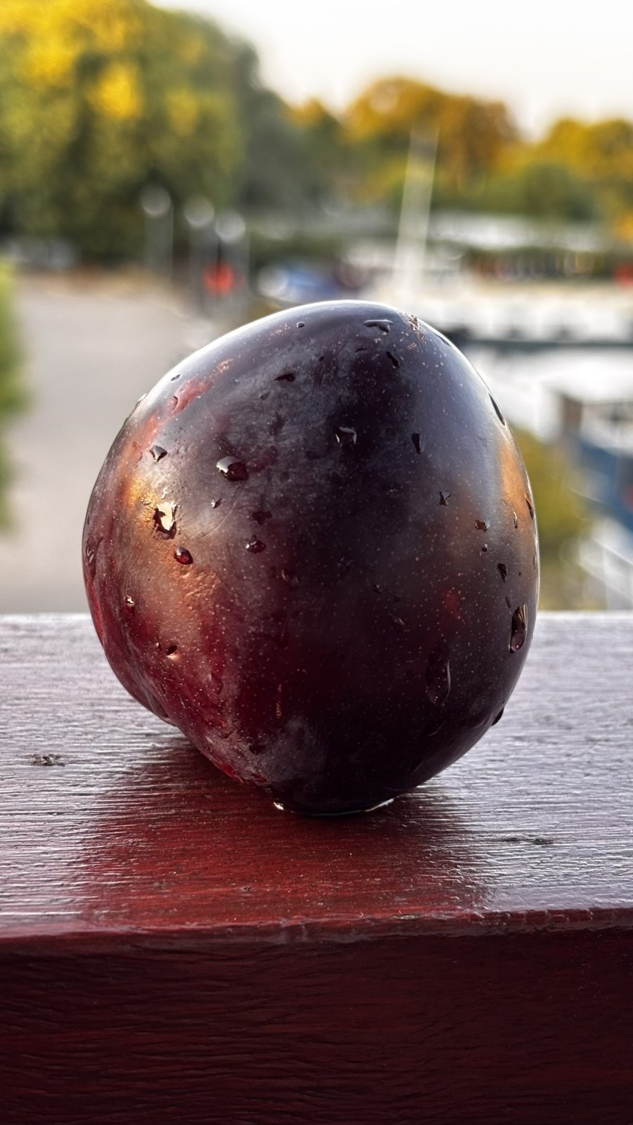 Midnight Plum