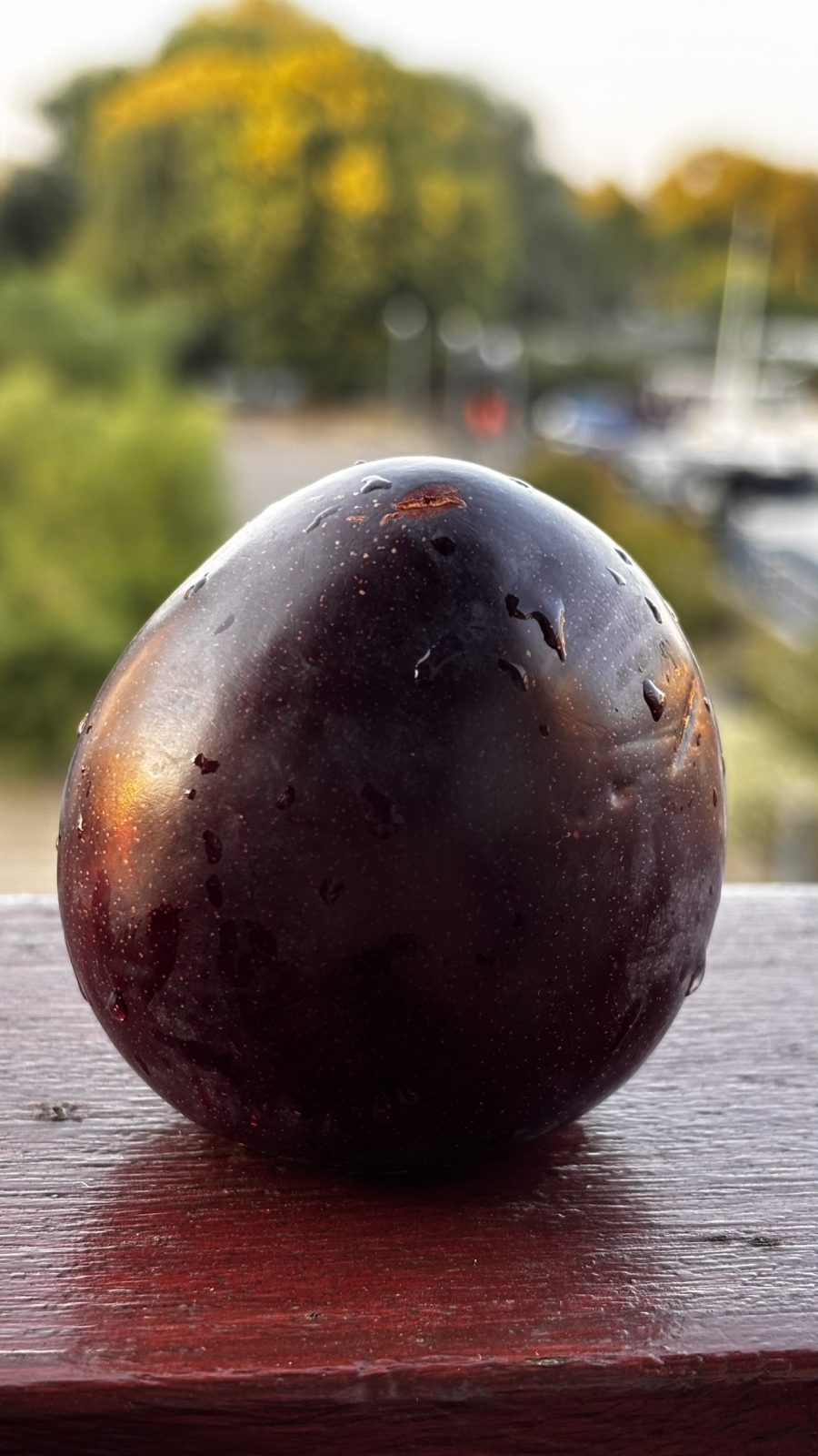Midnight Plum - Image 2