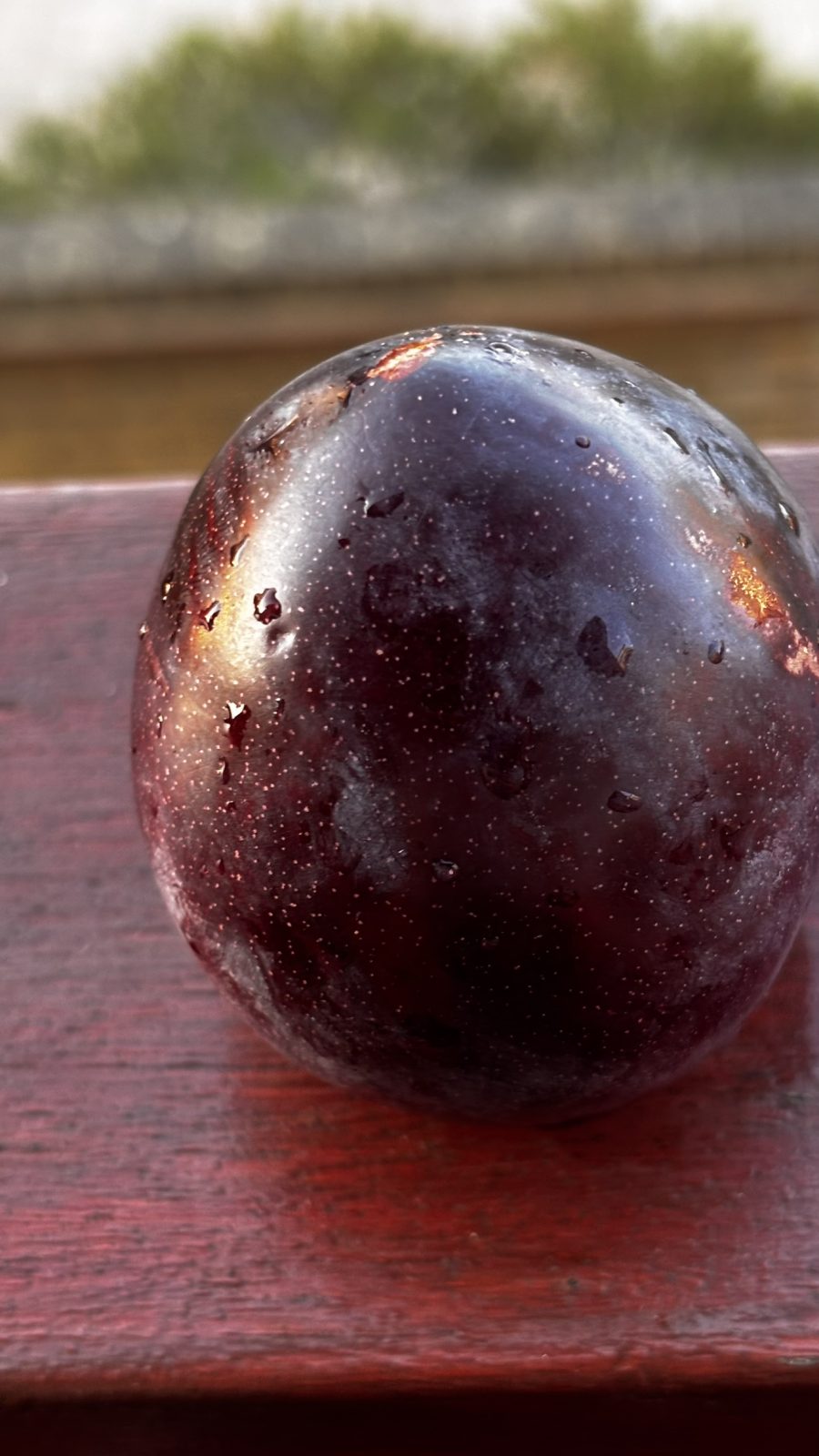 Midnight Plum - Image 4